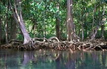 Kayaking in Ao Thalane - Discover the Mangrove life