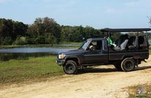 Yala Safari Day Trip from Mirissa/Weligama/Galle/Tangalle areas