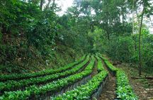 3 Levels of Huatulco the coffee you've been looking for