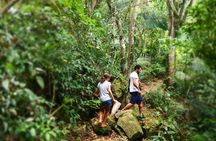 Forest Forager - Wild Food Walk