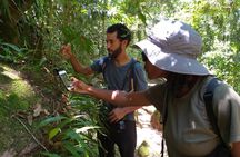 Forest Forager - Wild Food Walk