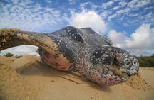 Matura Leatherback Eco-Experience