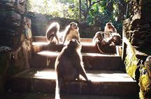 Ubud Private Customized Tour