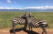 1 Daytrip Amazing to Ngorongoro Crater from Arusha or Moshi