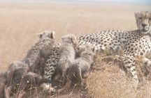 1 Daytrip Amazing to Ngorongoro Crater from Arusha or Moshi