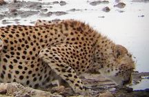 1 Daytrip Amazing to Ngorongoro Crater from Arusha or Moshi