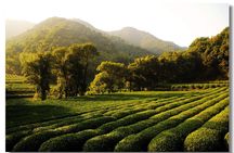 Private Two Days Hangzhou Highlights Tour - Soul of Hangzhou