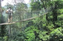 Batu Caves & FRIM Nature Walk – A Scenic UNESCO Heritage Tour