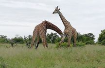  De Wildt Cheetah and Wildlife Centre Private Safari (Private) 