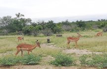  De Wildt Cheetah and Wildlife Centre Private Safari (Private) 