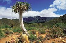 3 Day Big 5 and Bungee Tour - Garden Route Small Group Tour from Cape Town