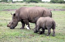 5 Day Cape to Addo Safari - Garden Route Small Group Tour