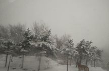 Badaling Wildlife World Private Tour from Beijing