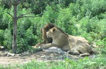 Badaling Wildlife World Private Tour from Beijing