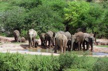 5 Day Cape to Addo Safari - Garden Route Small Group Tour