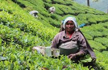 5 Days Private Kerala Tour Package by Saffron India Tours
