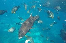 West Trip and Snorkeling Nusa Penida 