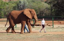 Bush Babies & Monkey Sanctuary and Elephants walk Private 