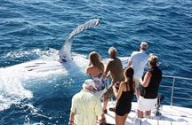 Half-Day Whale Watching Sunset Cruise from Broome