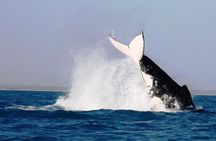Half-Day Whale Watching Sunset Cruise from Broome