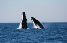 Half-Day Whale Watching Sunset Cruise from Broome