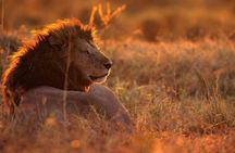 MANYARA & TARANGIRE - 4 Days