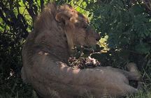 SERENGETI - 4 Days