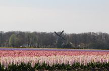 Day Trip To Tulip Gardens Of Keukenhof From Amsterdam: Private & Personalized