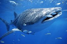 Private Whale shark Ecofriendly tour from Cancun