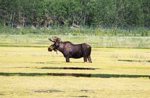Arctic Day: Yukon Wildlife & Hot Springs Tour | half day