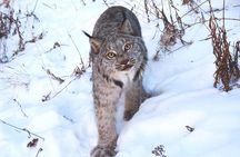 Arctic Day: Yukon Wildlife & Hot Springs Tour | half day