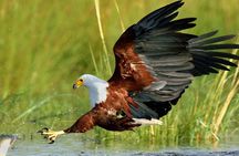 St Lucia Estuary Safari & Emdoneni Wild Cat Project Day Tour from Durban