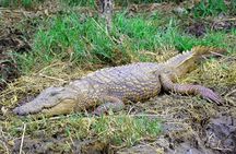 St Lucia Estuary Safari & Emdoneni Wild Cat Project Day Tour from Durban
