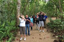 Sloths Lovers Tour. Puerto Limon Shore Excursion