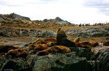 Sailing Experience at Beagle Channel on a Catamaran