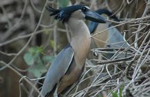Palo Verde Wildlife Tour from Tamarindo