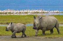 7 Days Tarangire, Serengeti, Ngorongoro & Manyara Camping Safari Tour Tanzania