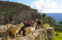 Take Your Sweet Selfie With Baby Alpacas - Half Day Tour Moray & The Salt Mines