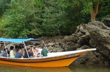 Mangrove Forest Tour In Langkawi