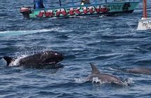 Watamu Marine Park & Sudi Island Mangrove Forest Canoe Ride.With sea food lunch