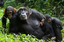 3 Days Kibale National Park Chimpanzee Tracking