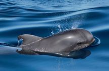 Whale and Dolphin Watching Sailing Boat with Drinks, Snacks and Swimming Time