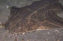 Scuba Night Dive on Tenerife