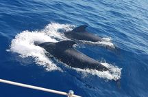 Whale and Dolphin Watching Sailing Boat with Drinks, Snacks and Swimming Time