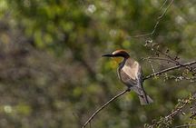Jeep Tour to David Gareja semi-desert wildlife