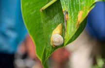 El Yunque Rainforest Tour from Fajardo