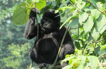 3-Day Gorilla Trekking Budget Safari in Uganda
