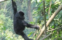 3-Day Gorilla Trekking Budget Safari in Uganda