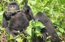 3-Day Gorilla Trekking Budget Safari in Uganda