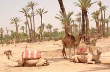Camel Ride Near To Marrakech
